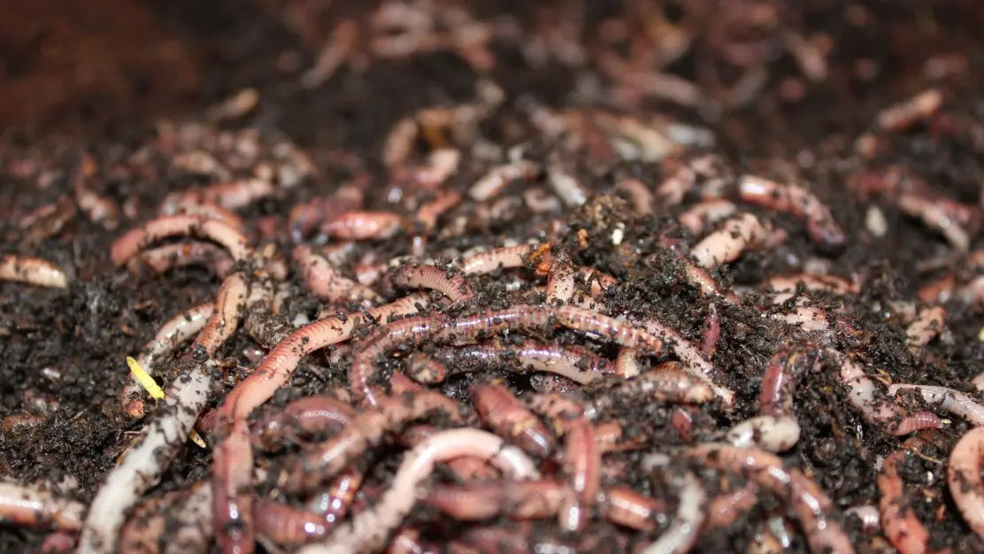 Are dendrobaena worms safe for axolotls?